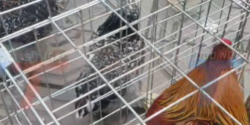 CRIADOR DE GALLOS SOLICITA A MUNICIPIO LUGAR PARA LA EXPOSICIÓN Y VENTA.