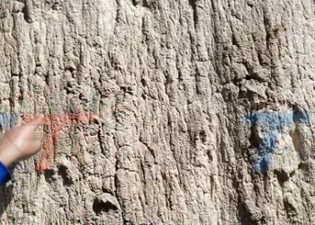 REPORTAN HALLAZGO DE POSIBLES HUELLAS DE DINOSAURIO