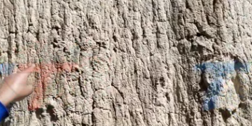 REPORTAN HALLAZGO DE POSIBLES HUELLAS DE DINOSAURIO