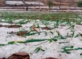 Yunchará declaró desastre por granizadas estableció pérdidas por Bs 1,5 millones