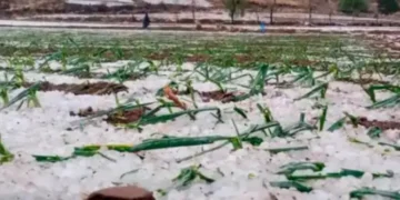 Yunchará declaró desastre por granizadas estableció pérdidas por Bs 1,5 millones