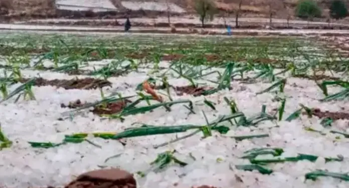 Yunchará declaró desastre por granizadas estableció pérdidas por Bs 1,5 millones