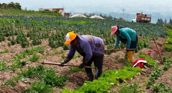 Confederación de campesinos pide no promulgar ley 157