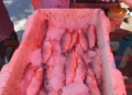 BAJO EL PRECIO DEL PESCADO DE VILLAMINTES DESDE 5 BS. LLEGARON VARIOS CAMIINES FRENTE AL CENTRO MARIA DE LOS ANGELES B. LAS PASCUAS