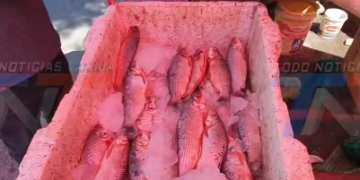 BAJO EL PRECIO DEL PESCADO DE VILLAMINTES DESDE 5 BS. LLEGARON VARIOS CAMIINES FRENTE AL CENTRO MARIA DE LOS ANGELES B. LAS PASCUAS