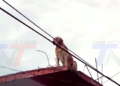 ACTIVISTA DENUNCIA QUE DUEÑOS DEJAN A SUS PERROS EN TERRAZAS SIN PROTECCIÓN ANTE EL FRÍO.