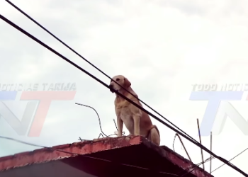 ACTIVISTA DENUNCIA QUE DUEÑOS DEJAN A SUS PERROS EN TERRAZAS SIN PROTECCIÓN ANTE EL FRÍO.
