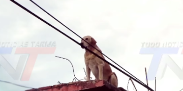 ACTIVISTA DENUNCIA QUE DUEÑOS DEJAN A SUS PERROS EN TERRAZAS SIN PROTECCIÓN ANTE EL FRÍO.