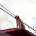ACTIVISTA DENUNCIA QUE DUEÑOS DEJAN A SUS PERROS EN TERRAZAS SIN PROTECCIÓN ANTE EL FRÍO.