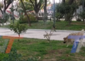 TRABAJADORA MUNICIPAL DENUNCIA QUE PERROS DAÑAN PLANTAS Y CÉSPED EN PLAZAS. PIDE MAYOR RESPONSABILIDAD DE SUS DUEÑOS Y APOYO PARA CUIDAR LAS ÁREAS VERDES.
