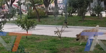 TRABAJADORA MUNICIPAL DENUNCIA QUE PERROS DAÑAN PLANTAS Y CÉSPED EN PLAZAS. PIDE MAYOR RESPONSABILIDAD DE SUS DUEÑOS Y APOYO PARA CUIDAR LAS ÁREAS VERDES.