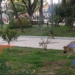 TRABAJADORA MUNICIPAL DENUNCIA QUE PERROS DAÑAN PLANTAS Y CÉSPED EN PLAZAS. PIDE MAYOR RESPONSABILIDAD DE SUS DUEÑOS Y APOYO PARA CUIDAR LAS ÁREAS VERDES.