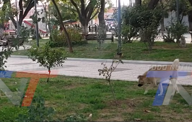 TRABAJADORA MUNICIPAL DENUNCIA QUE PERROS DAÑAN PLANTAS Y CÉSPED EN PLAZAS. PIDE MAYOR RESPONSABILIDAD DE SUS DUEÑOS Y APOYO PARA CUIDAR LAS ÁREAS VERDES.