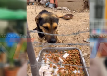 ACTIVISTAS CUESTIONAN LA FALTA DE INTERVENCIÓN DE AUTORIDADES ANTE DENUNCIAS DE MALTRATO ANIMAL EN TARIJA.