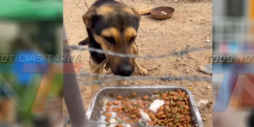 ACTIVISTAS CUESTIONAN LA FALTA DE INTERVENCIÓN DE AUTORIDADES ANTE DENUNCIAS DE MALTRATO ANIMAL EN TARIJA.