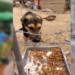 ACTIVISTAS CUESTIONAN LA FALTA DE INTERVENCIÓN DE AUTORIDADES ANTE DENUNCIAS DE MALTRATO ANIMAL EN TARIJA.