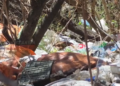 GRAN CANTIDAD DE POLLO EN PRESUNTO ESTADO DE DESCOMPOSICIÓN ABANDONADO EN BOLSAS AL BORDE DE LA CARRETERA EN TOLOMOSA, EN UNA QUEBRADA. COMUNARIOS EXPRESAN SU PREOCUPACIÓN POR EL RIESGO DE CONTAMINACIÓN