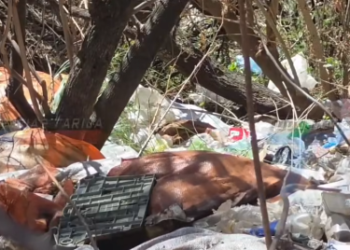 GRAN CANTIDAD DE POLLO EN PRESUNTO ESTADO DE DESCOMPOSICIÓN ABANDONADO EN BOLSAS AL BORDE DE LA CARRETERA EN TOLOMOSA, EN UNA QUEBRADA. COMUNARIOS EXPRESAN SU PREOCUPACIÓN POR EL RIESGO DE CONTAMINACIÓN