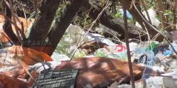 GRAN CANTIDAD DE POLLO EN PRESUNTO ESTADO DE DESCOMPOSICIÓN ABANDONADO EN BOLSAS AL BORDE DE LA CARRETERA EN TOLOMOSA, EN UNA QUEBRADA. COMUNARIOS EXPRESAN SU PREOCUPACIÓN POR EL RIESGO DE CONTAMINACIÓN