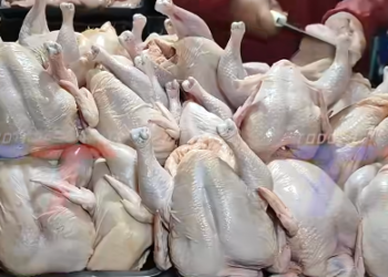 POLLO SE VENDE A BS 25 EL KILO EN TARIJA TRAS HABER LLEGADO HASTA BS 30. COMERCIANTES SEÑALAN QUE AÚN NO SE SABE SI EL PRECIO SEGUIRÁ BAJANDO O VOLVERÁ A SUBIR.