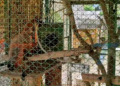 BIOPARQUE DE TARIJA RESGUARDA 120 ANIMALES DE 23 ESPECIES Y AHORA ADECUA NUEVOS ESPACIOS PARA MEJORAR LAS CONDICIONES DE SU CUIDADO.