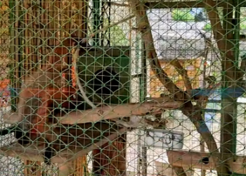 BIOPARQUE DE TARIJA RESGUARDA 120 ANIMALES DE 23 ESPECIES Y AHORA ADECUA NUEVOS ESPACIOS PARA MEJORAR LAS CONDICIONES DE SU CUIDADO.