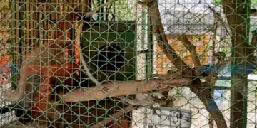 BIOPARQUE DE TARIJA RESGUARDA 120 ANIMALES DE 23 ESPECIES Y AHORA ADECUA NUEVOS ESPACIOS PARA MEJORAR LAS CONDICIONES DE SU CUIDADO.