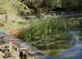 BIOPARQUE Y VOLUNTARIOS REALIZAN LIMPIEZA DE SU PRINCIPAL LAGUNA PARA PROTEGER A PECES Y MONOS