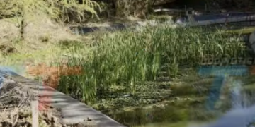 BIOPARQUE Y VOLUNTARIOS REALIZAN LIMPIEZA DE SU PRINCIPAL LAGUNA PARA PROTEGER A PECES Y MONOS