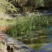 BIOPARQUE Y VOLUNTARIOS REALIZAN LIMPIEZA DE SU PRINCIPAL LAGUNA PARA PROTEGER A PECES Y MONOS
