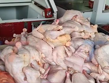 POLLO SE COMERCIALIZA A BS 16 EL KILO EN EL MERCADO CAMPESINO